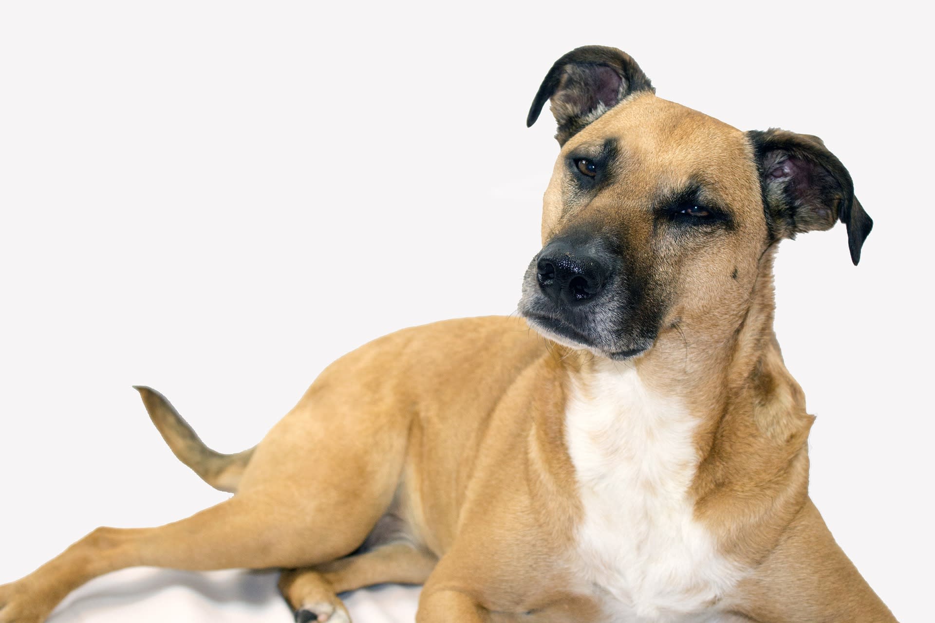 Kemmer stock mountain cur cheap